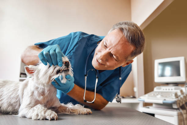 Best Emergency Denture Repair in Harper, KS